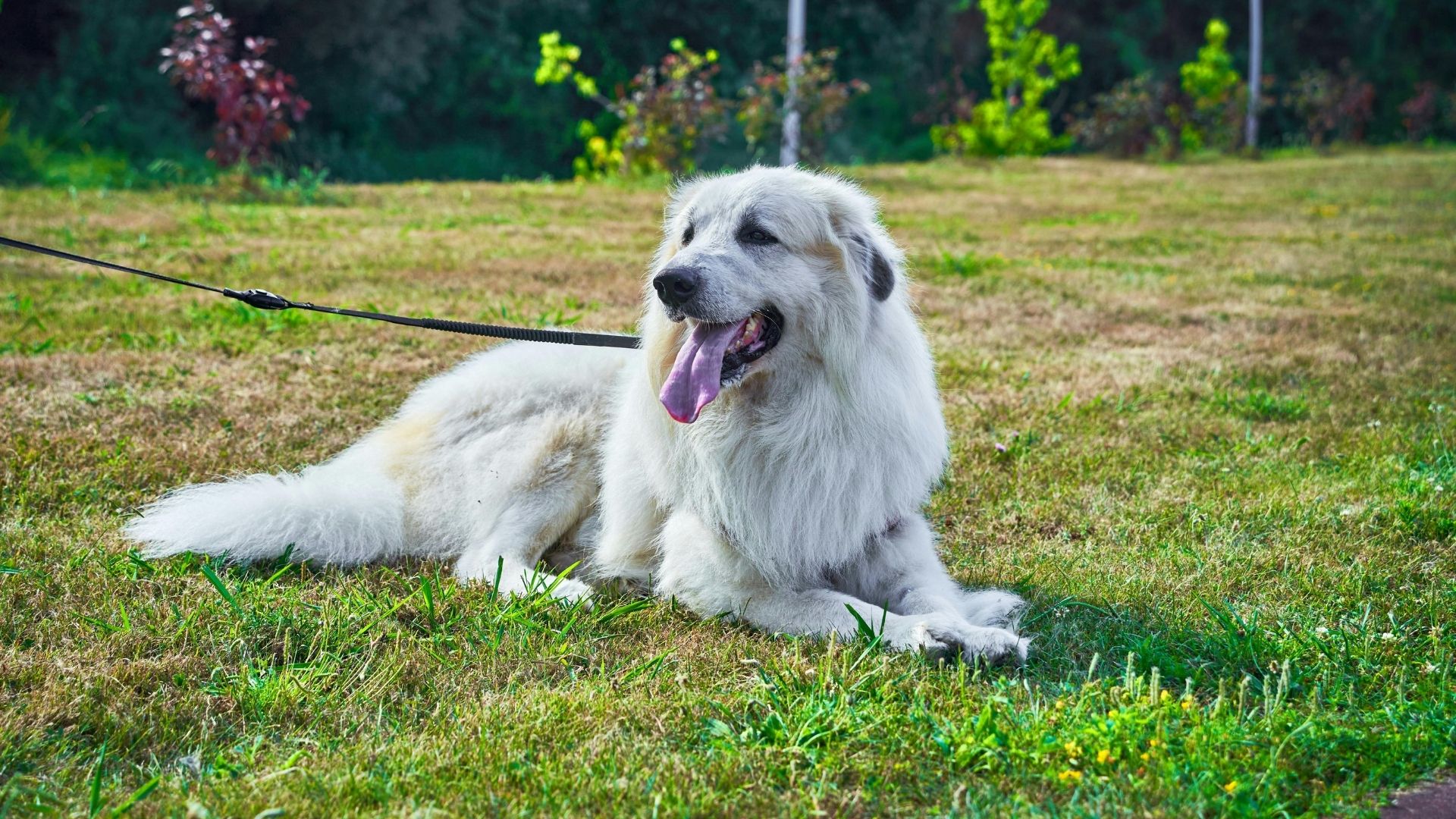 Great Pyrenees Köpek Irkı Özellikleri ve Bakımı