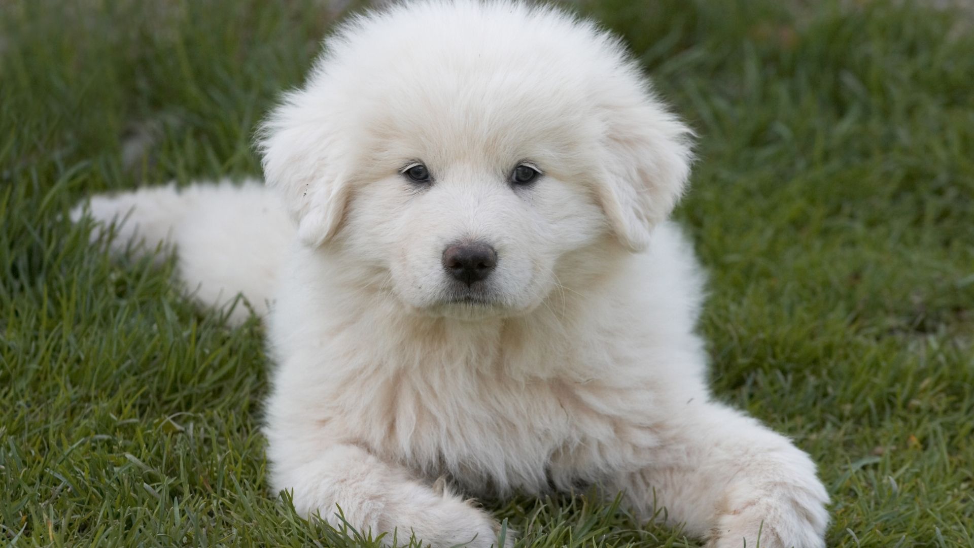 Great Pyrenees Köpek Irkı Özellikleri ve Bakımı