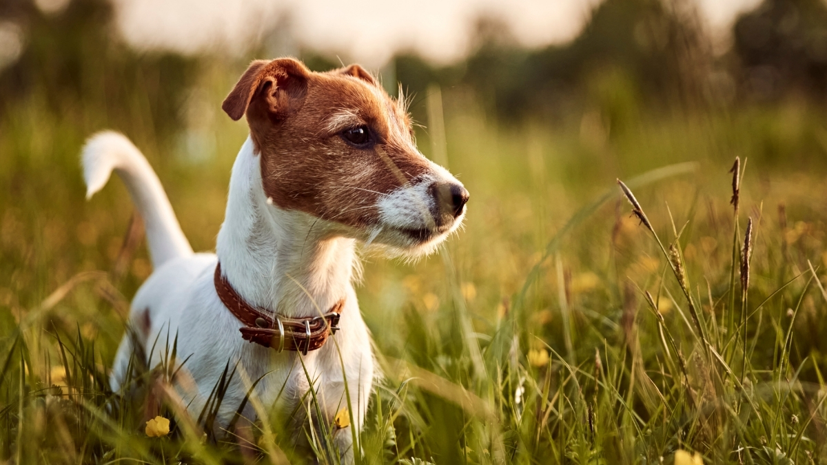 Jack Russell Terrier Özellikleri ve Bakımı