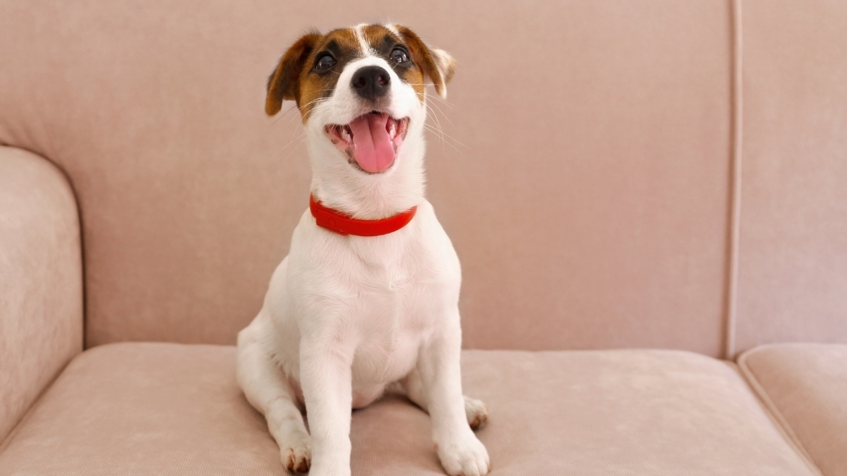 Jack Russell Terrier Özellikleri ve Bakımı