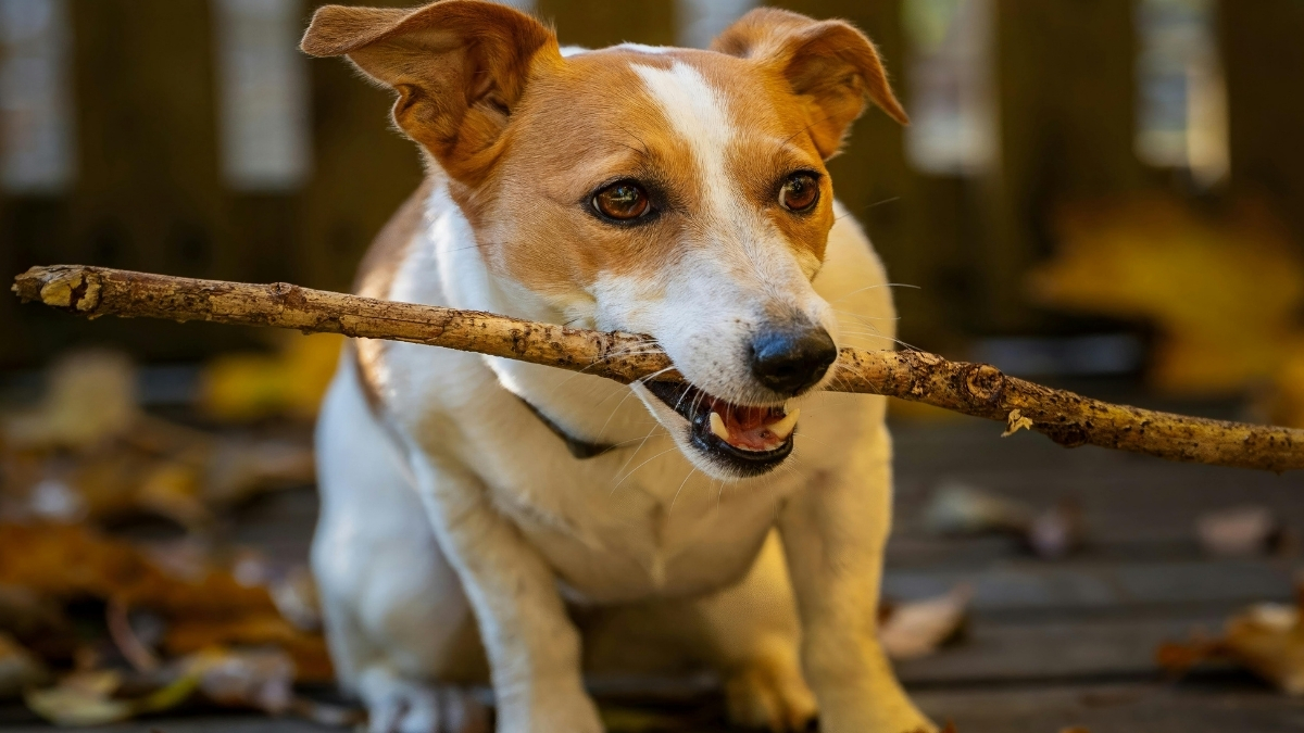 Jack Russell Terrier Özellikleri ve Bakımı