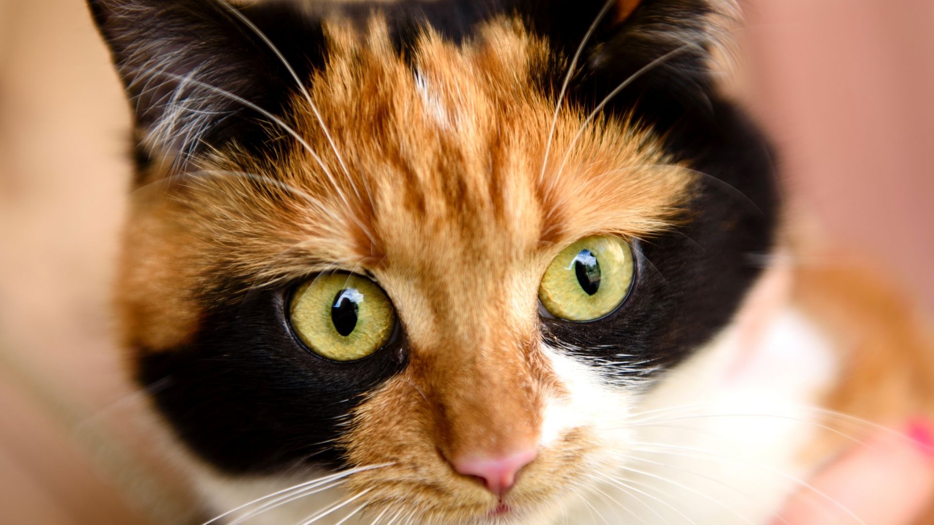 Japanese Bobtail Kedisi Özellikleri ve Bakımı