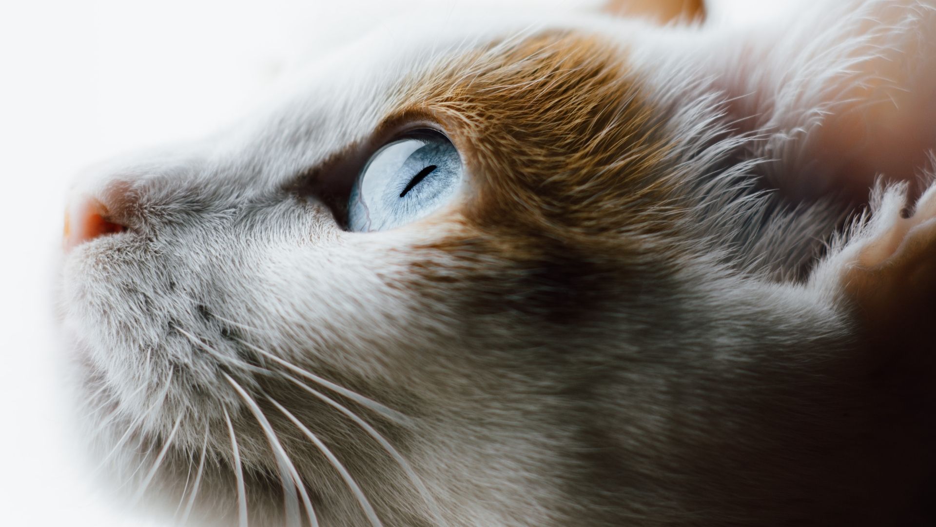Japanese Bobtail Kedisi Özellikleri ve Bakımı