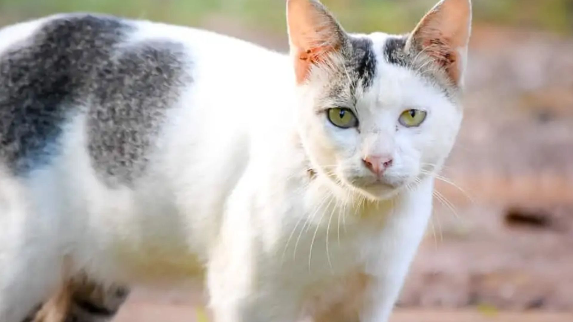 Javanese Kedi Irkı Özellikleri ve Bakımı