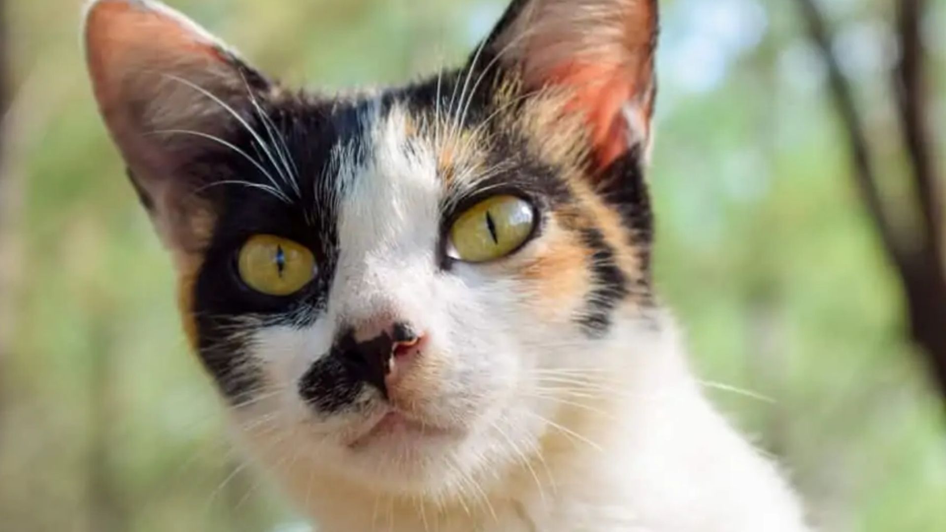 Javanese Kedi Irkı Özellikleri ve Bakımı