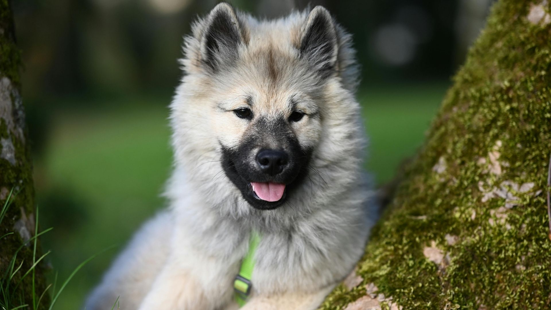 Keeshond Köpek Irkı Özellikleri ve Bakımı