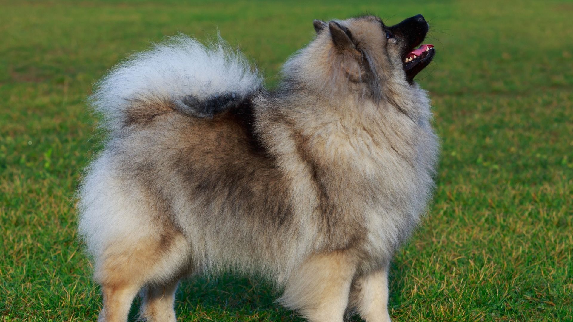 Keeshond Köpek Irkı Özellikleri ve Bakımı