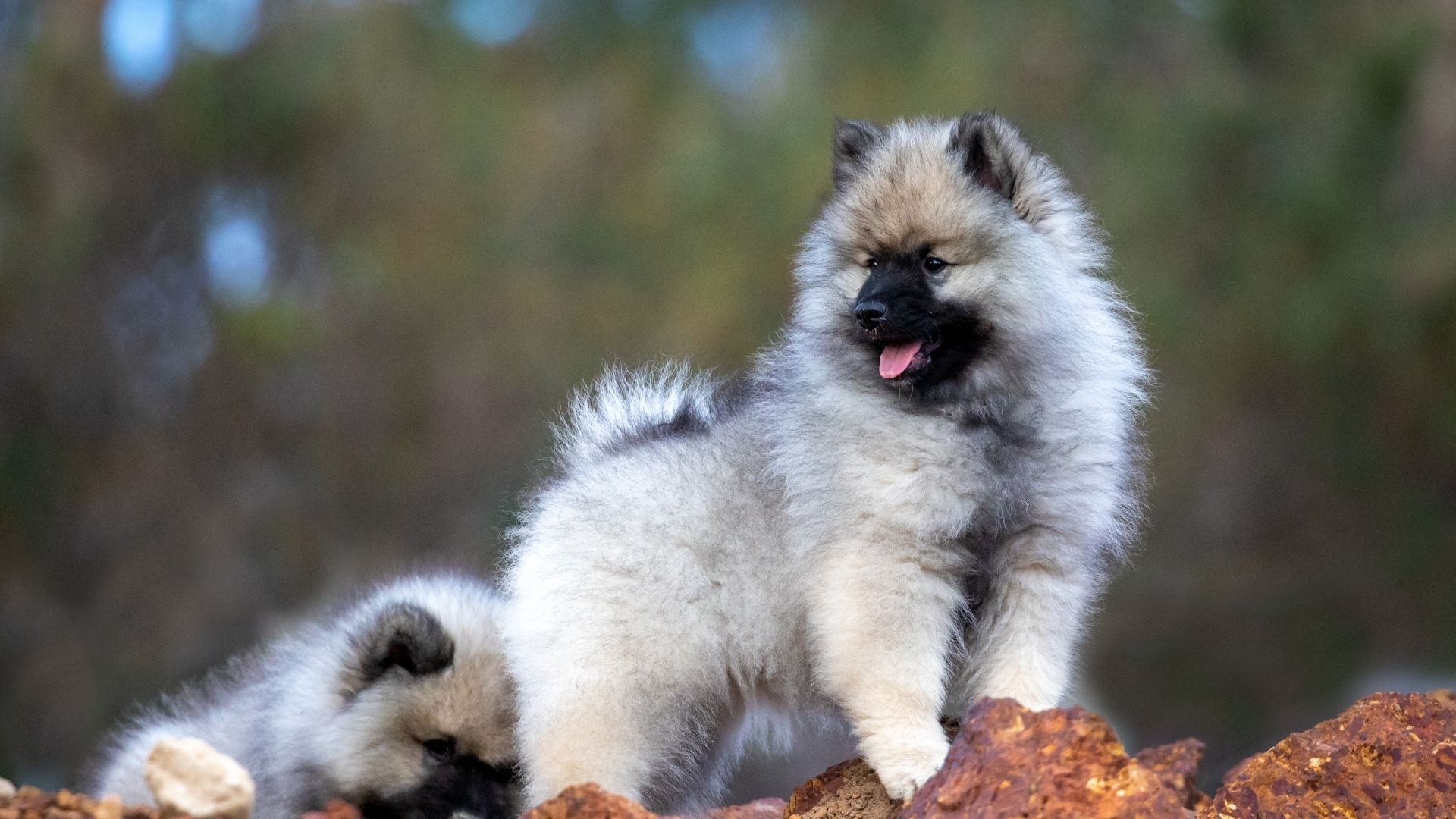 Keeshond Köpek Irkı Özellikleri ve Bakımı