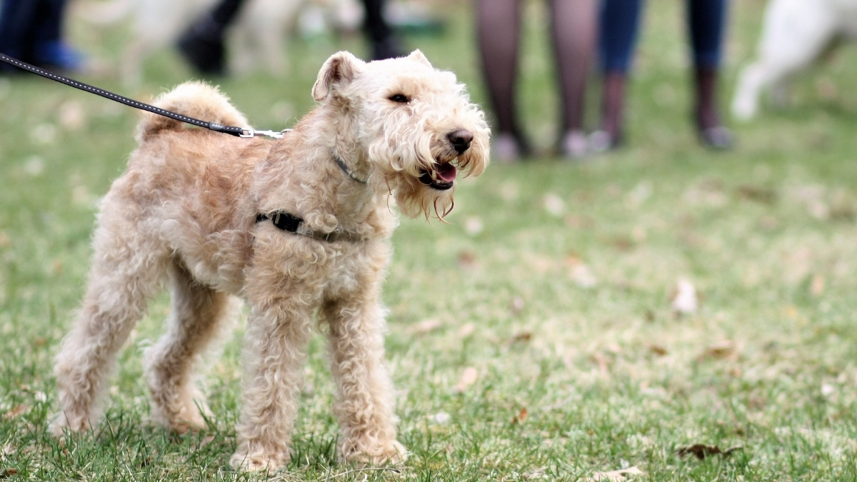 Lakeland Terrier Köpek Irkı Özellikleri ve Bakımı