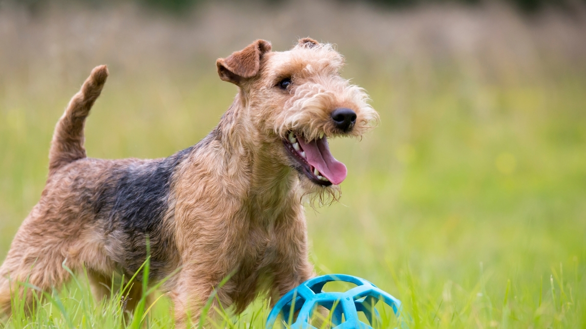 Lakeland Terrier Köpek Irkı Özellikleri ve Bakımı