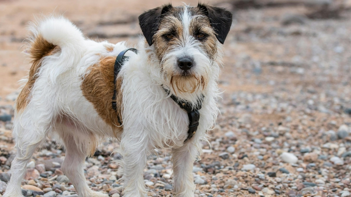 Lakeland Terrier Köpek Irkı Özellikleri ve Bakımı