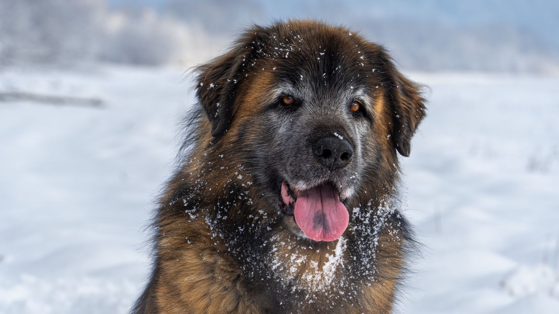 Leonberger Köpek Irkı Özellikleri ve Bakımı