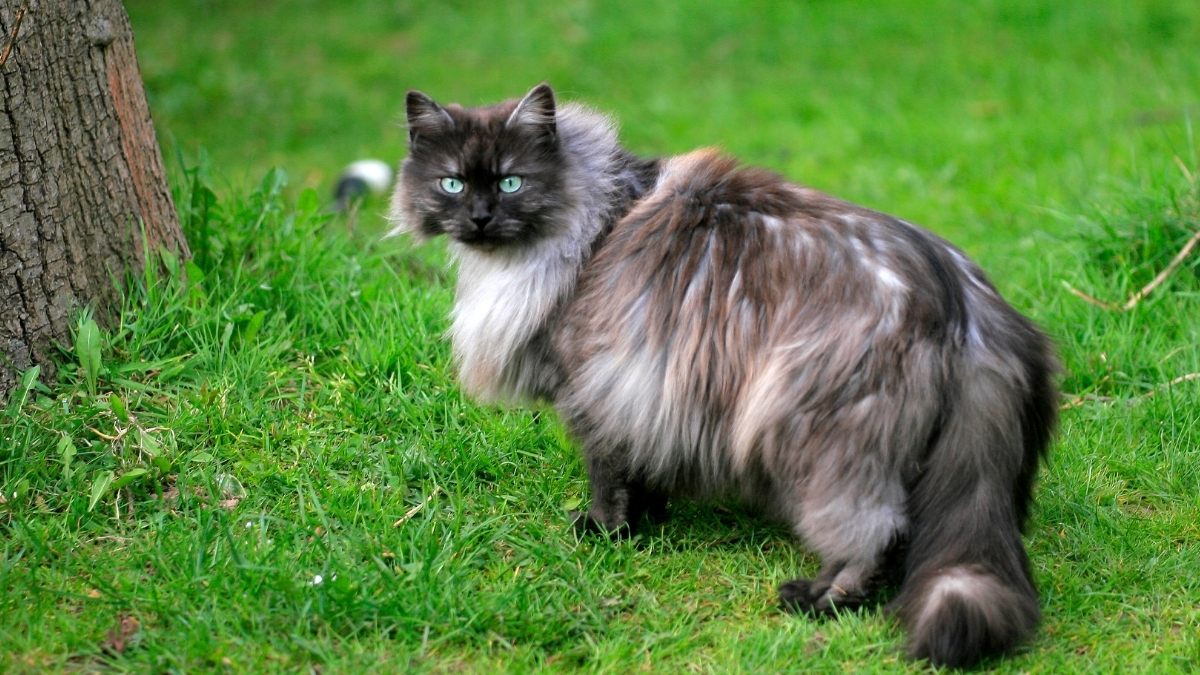 Nebelung Kedi Irkı Özellikleri ve Bakımı