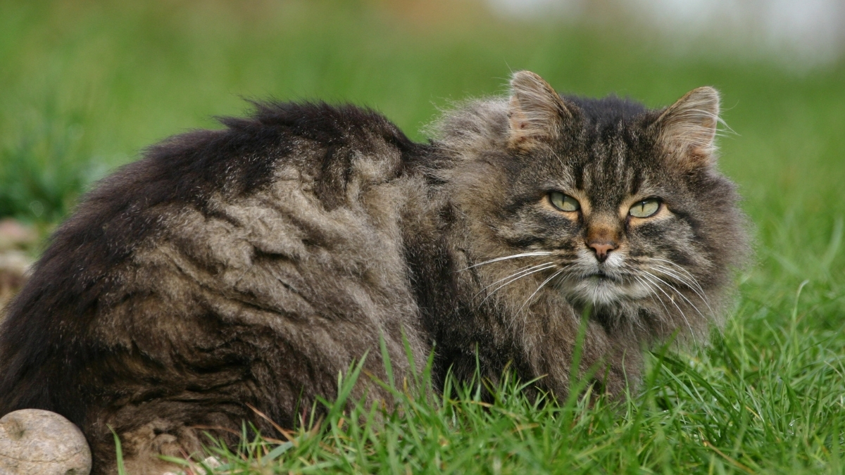 Nebelung Kedi Irkı Özellikleri ve Bakımı