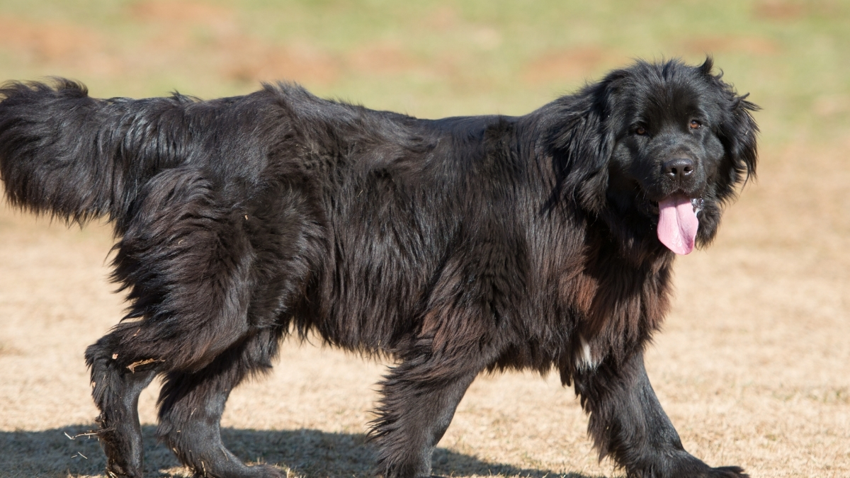 Newfoundland Köpek Irkı Özellikleri ve Bakımı