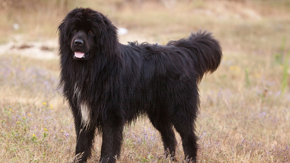 Newfoundland Köpek Irkı Özellikleri ve Bakımı