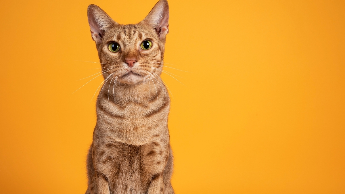 Ocicat Kedi Irkı Özellikleri ve Bakımı