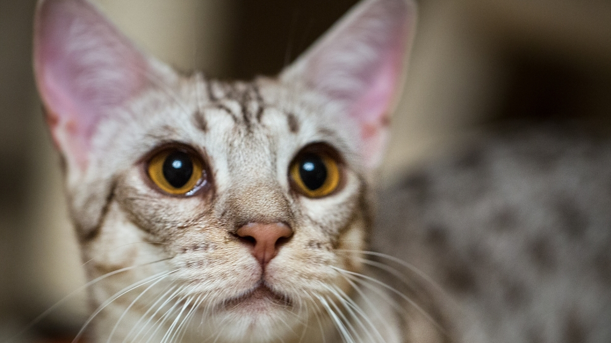Ocicat Kedi Irkı Özellikleri ve Bakımı