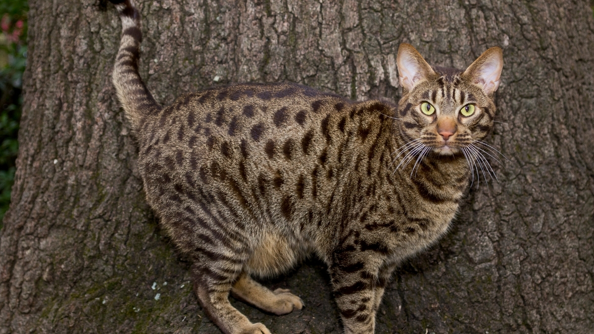 Ocicat Kedi Irkı Özellikleri ve Bakımı