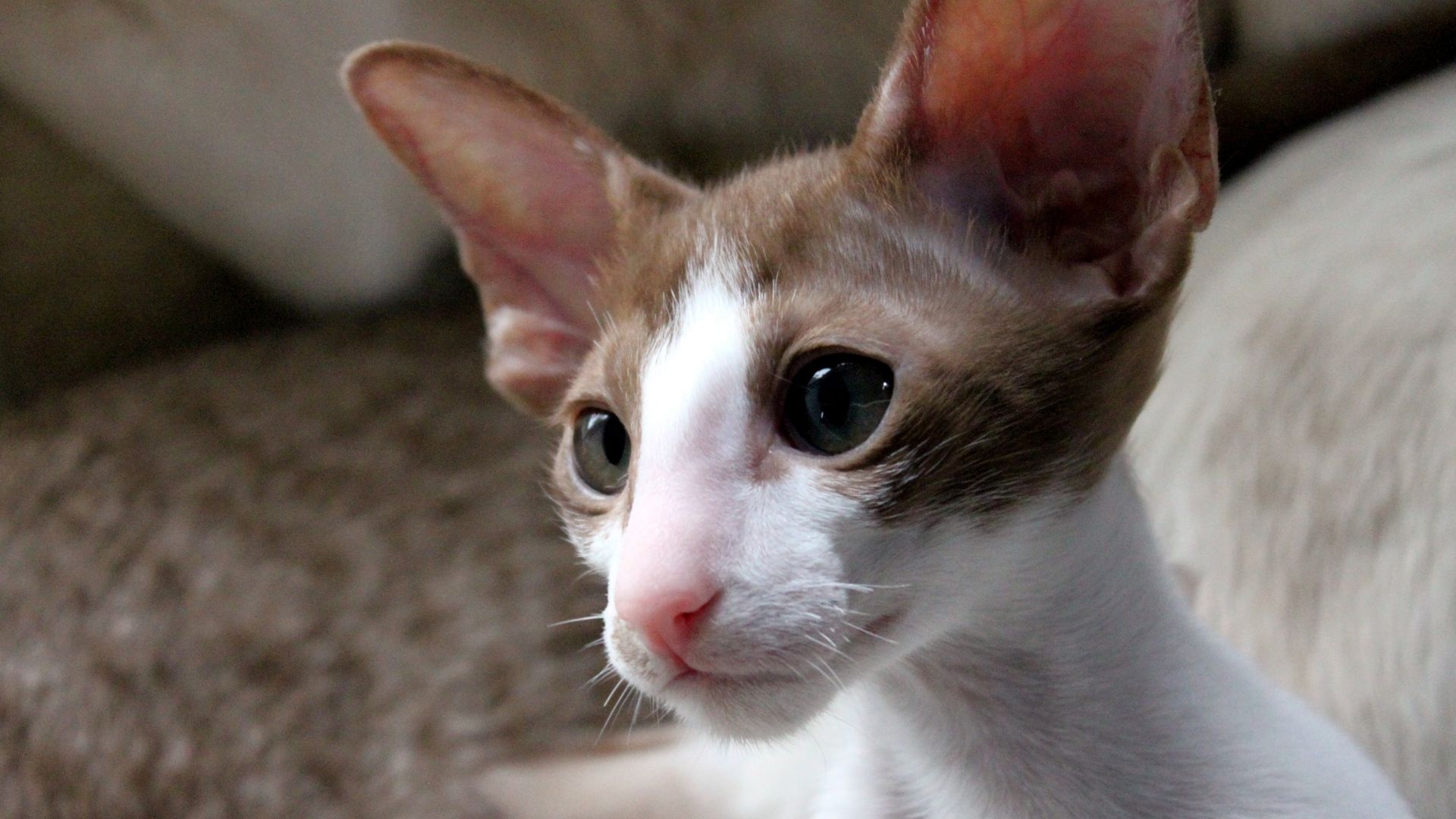 Oriental Shorthair Kedi Irkı Özellikleri ve Bakımı