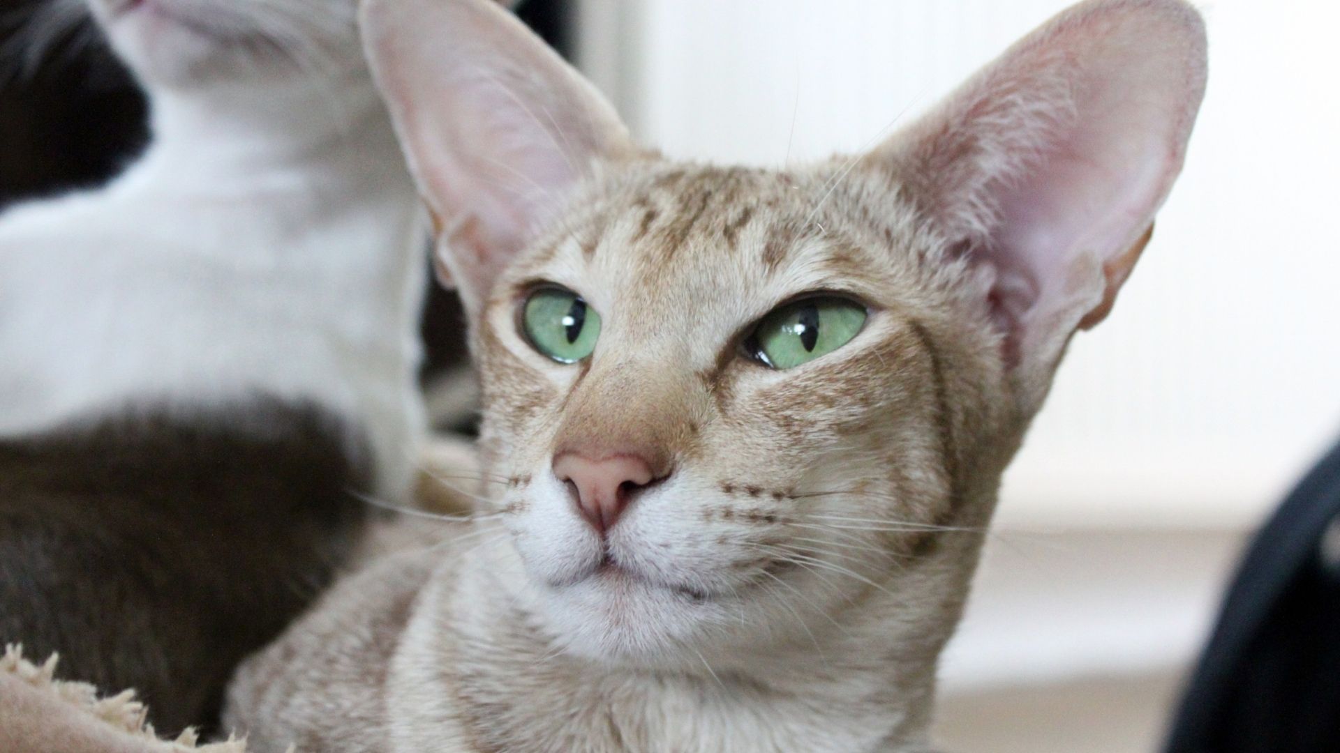 Oriental Shorthair Kedi Irkı Özellikleri ve Bakımı
