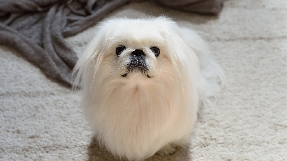 Pekinez (Pekingese) Köpeği Özellikleri ve Bakımı