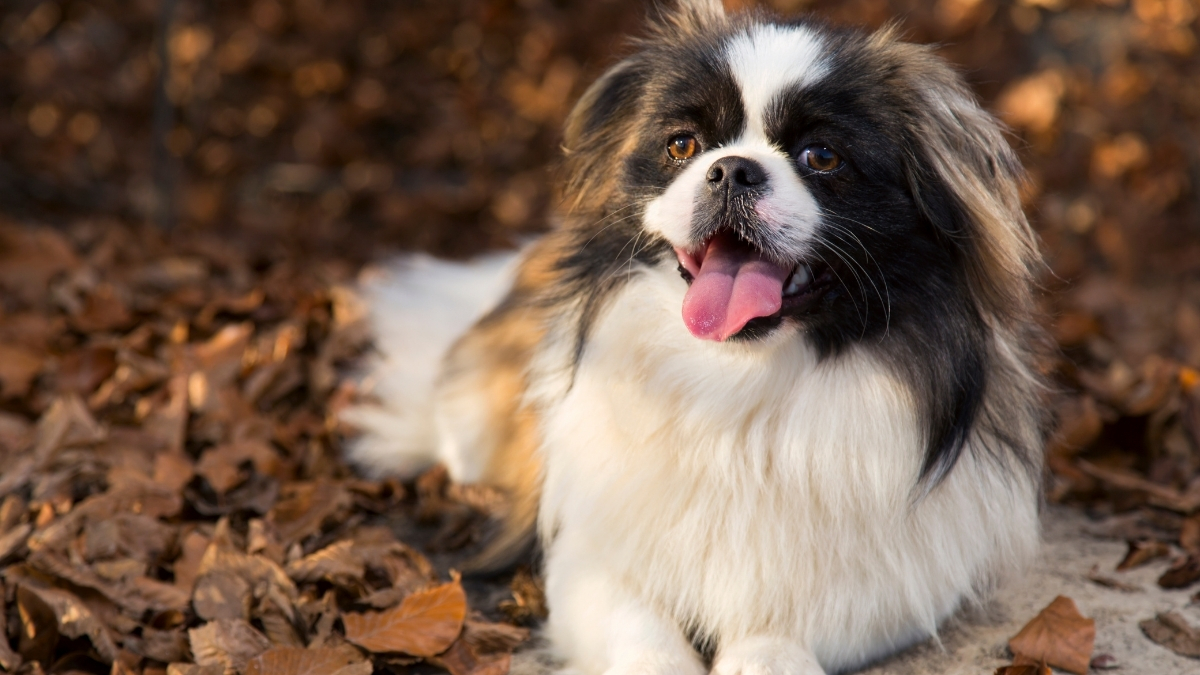 Pekinez (Pekingese) Köpeği Özellikleri ve Bakımı