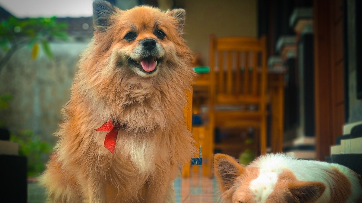 Pekinez (Pekingese) Köpeği Özellikleri ve Bakımı