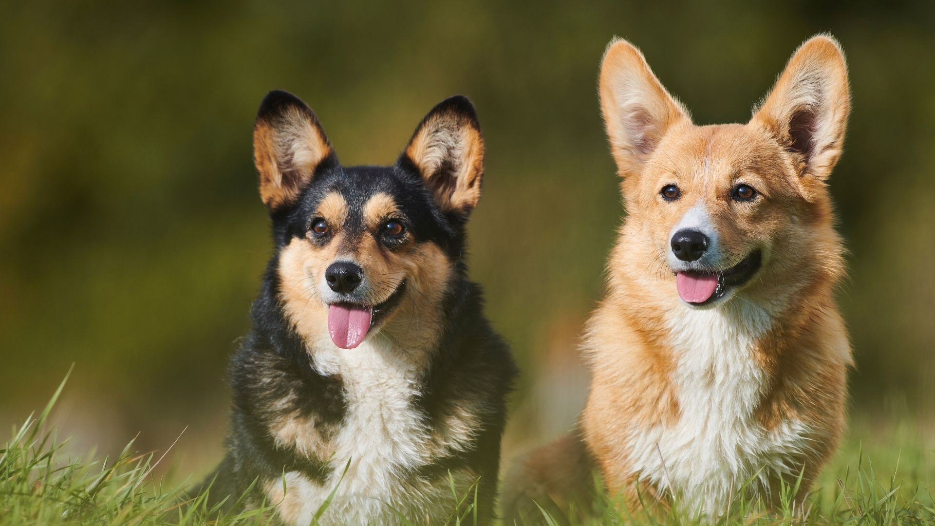 Pembroke Welsh Corgi Köpek Irkı Özellikleri ve Bakımı