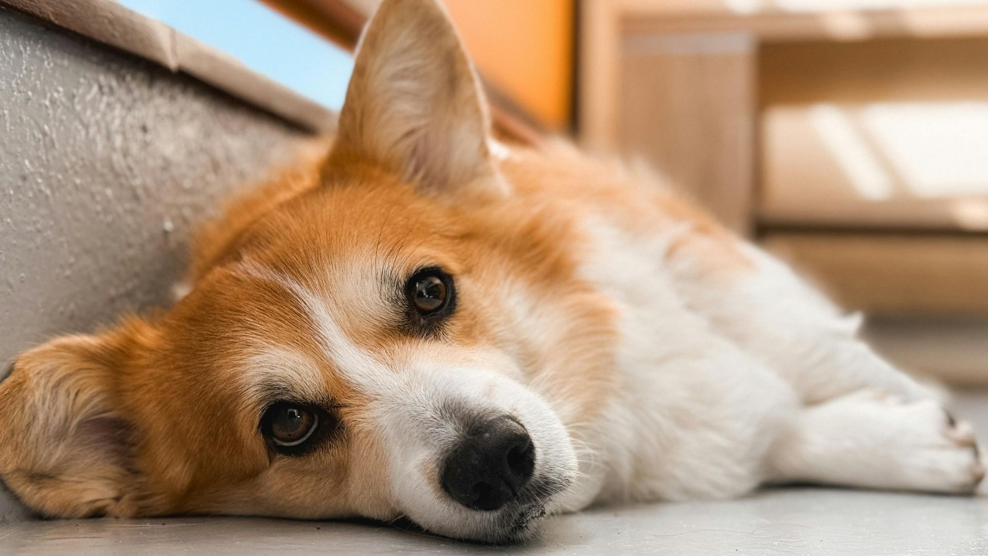 Pembroke Welsh Corgi Köpek Irkı Özellikleri ve Bakımı