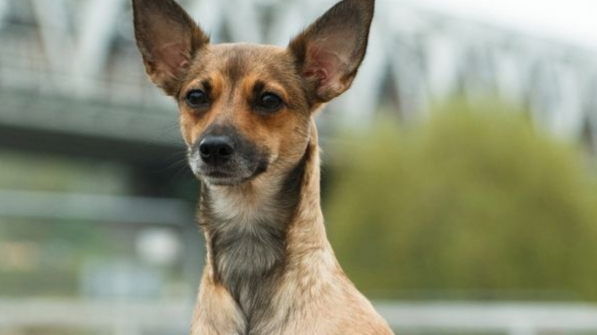 Peru İnka Köpeği Özellikleri ve Bakımı