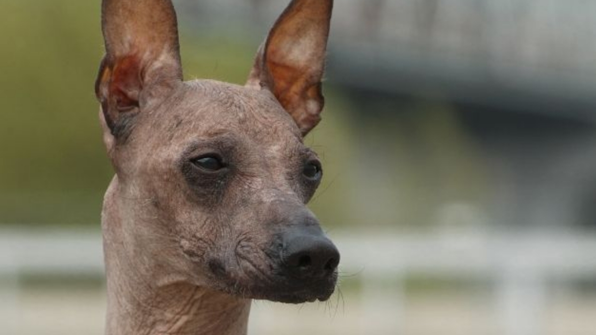 Peru İnka Köpeği Özellikleri ve Bakımı