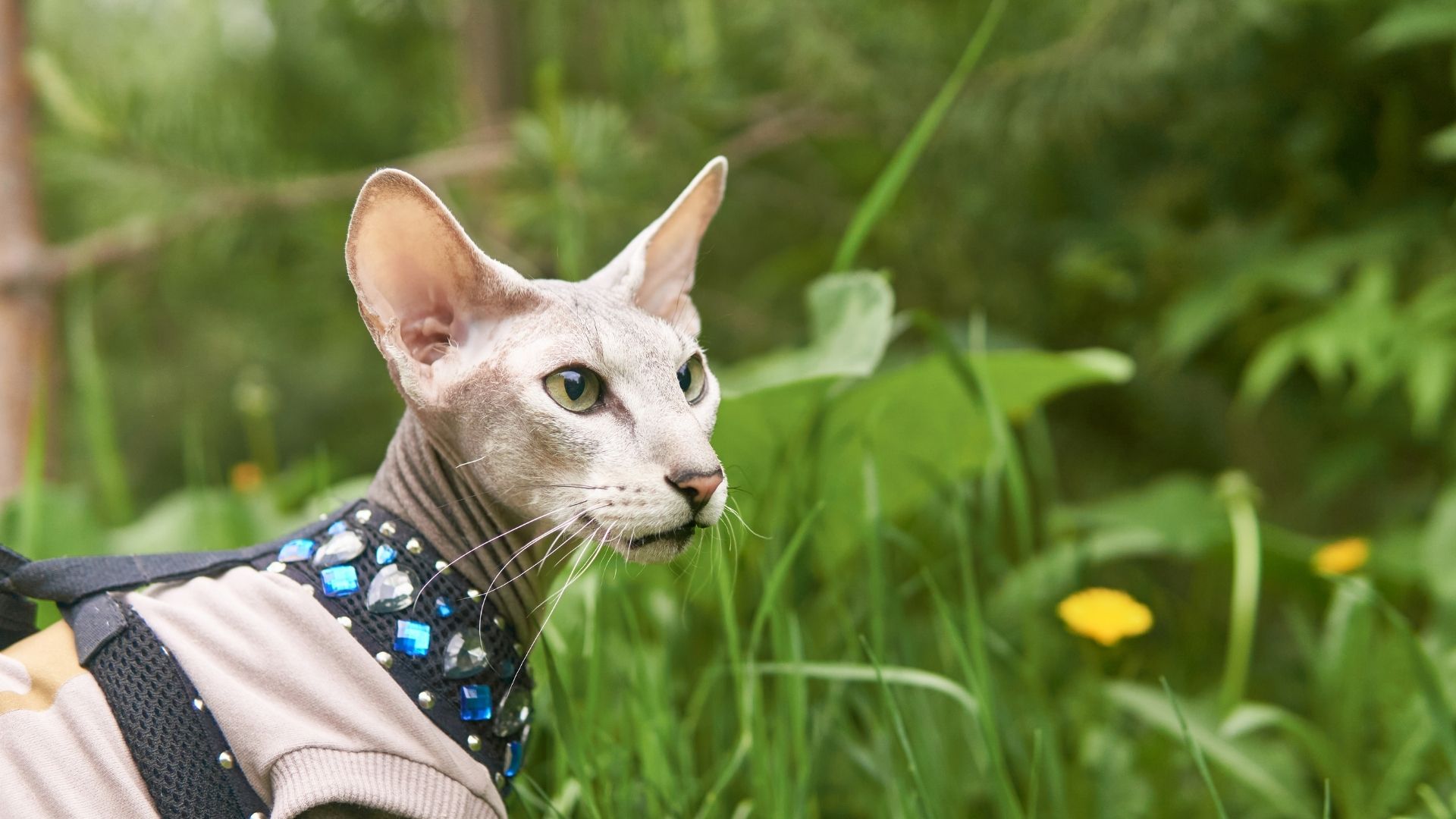 Peterbald Kedisi Özellikleri ve Bakımı