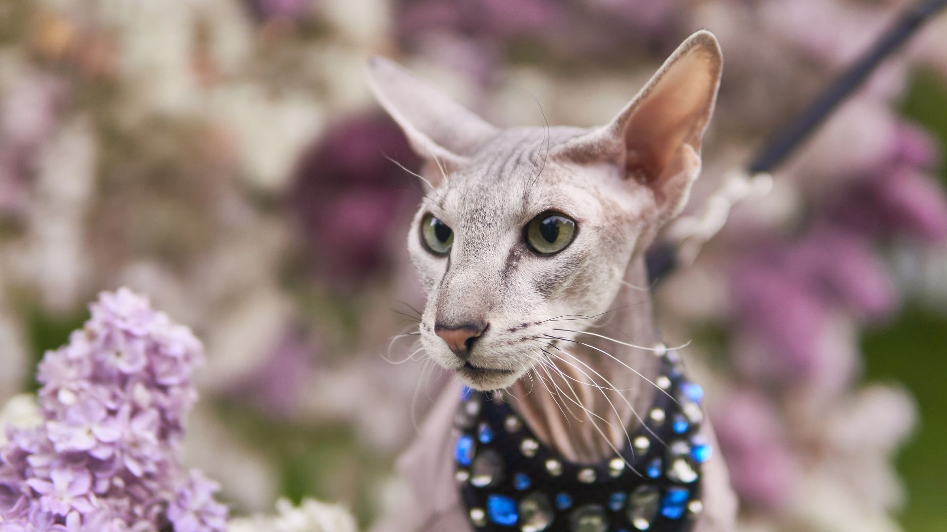 Peterbald Kedisi Özellikleri ve Bakımı