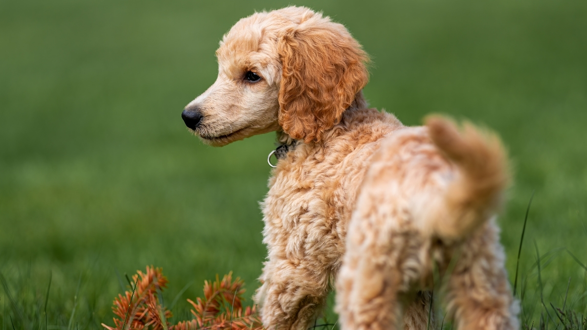 Poodle (Kaniş) Cinsi Köpeklerin Özellikleri ve Bakımı