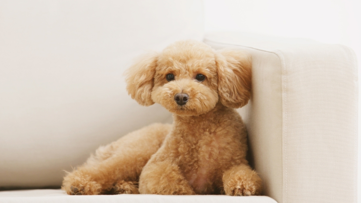 Poodle (Kaniş) Cinsi Köpeklerin Özellikleri ve Bakımı