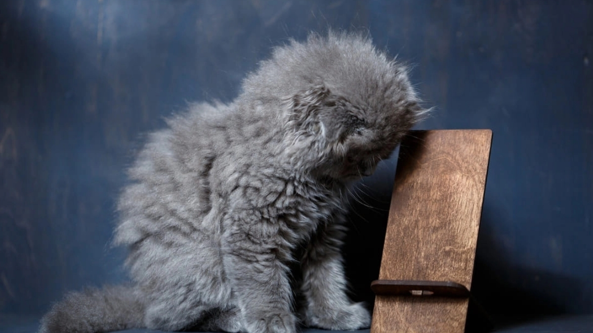 Selkirk Rex Kedi Irkı Özellikleri ve Bakımı