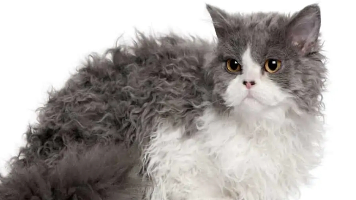 Selkirk Rex Kedi Irkı Özellikleri ve Bakımı