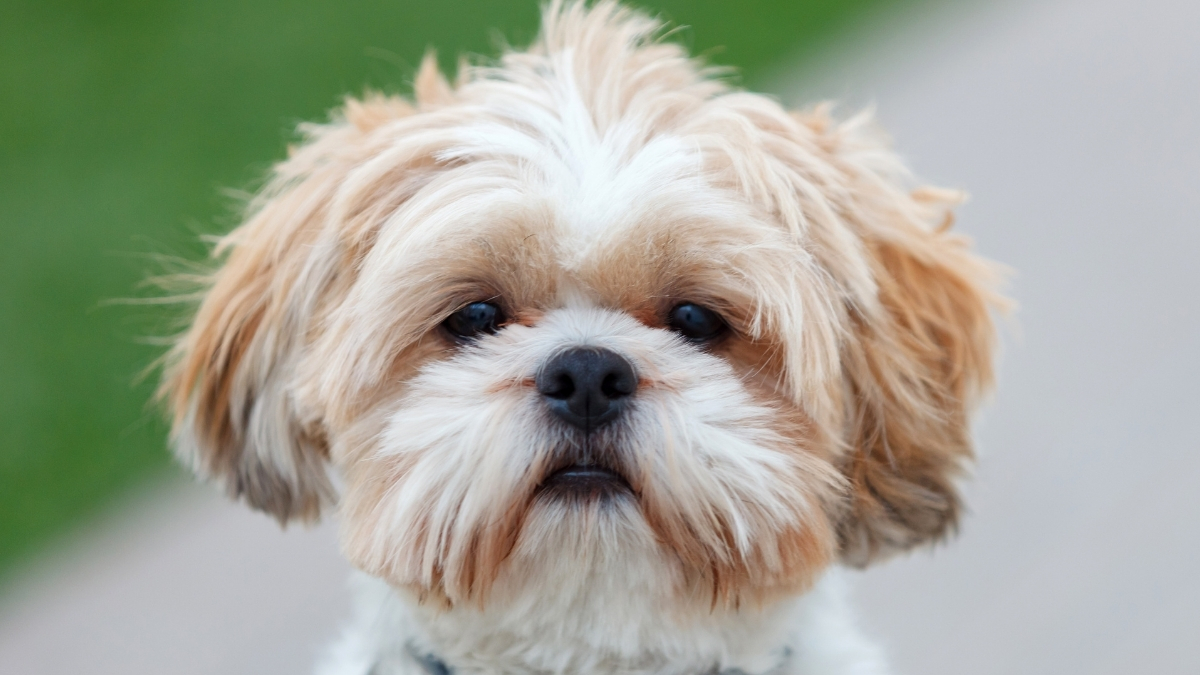Shih Tzu Köpek Irkı Özellikleri ve Bakımı