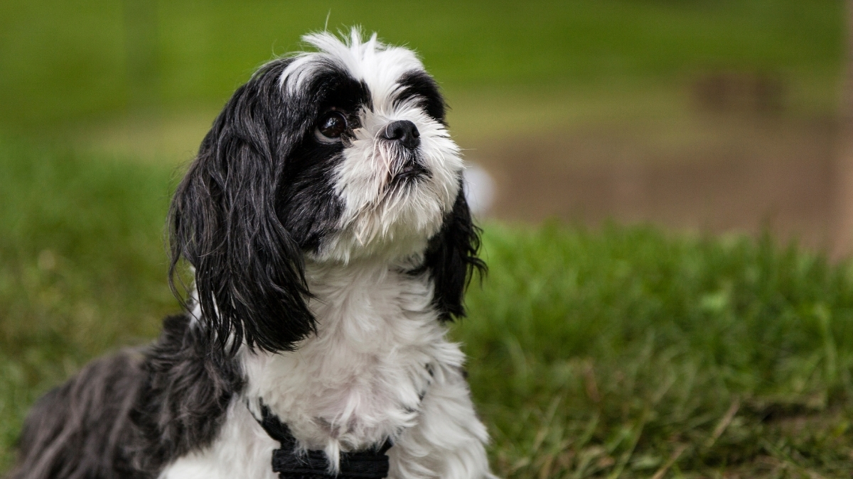 Shih Tzu Köpek Irkı Özellikleri ve Bakımı