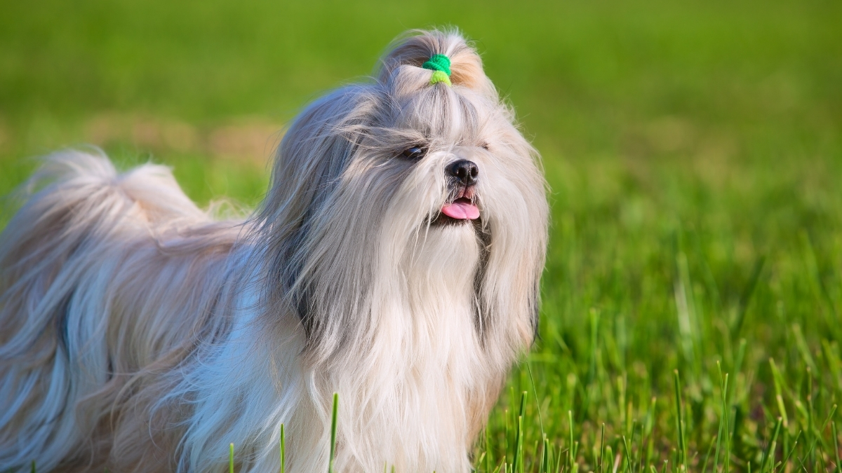 Shih Tzu Köpek Irkı Özellikleri ve Bakımı