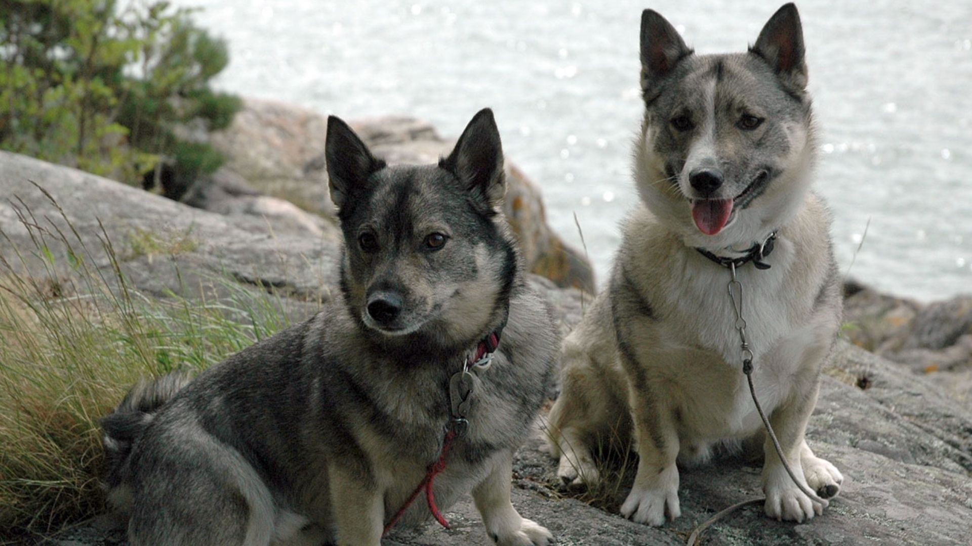 Swedish Vallhound Köpek Irkı Özellikleri ve Bakımı