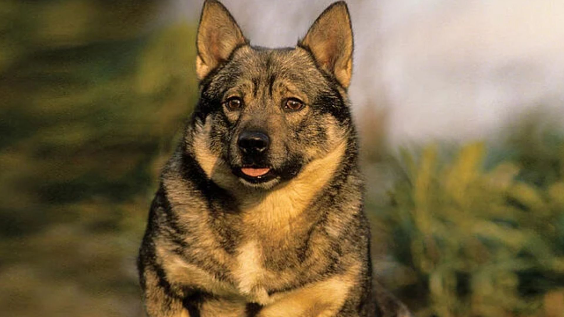 Swedish Vallhound Köpek Irkı Özellikleri ve Bakımı