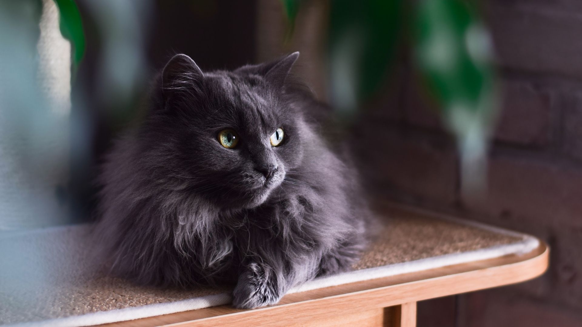 Tiffany (Chantilly) Kedisi Özellikleri ve Bakımı