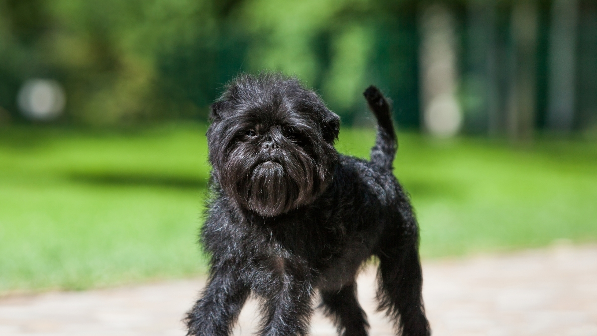 Affenpinscher Köpek Irkı Özellikleri ve Bakımı