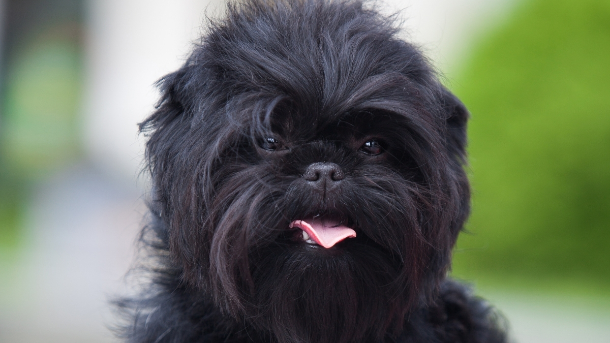 Affenpinscher Köpek Irkı Özellikleri ve Bakımı
