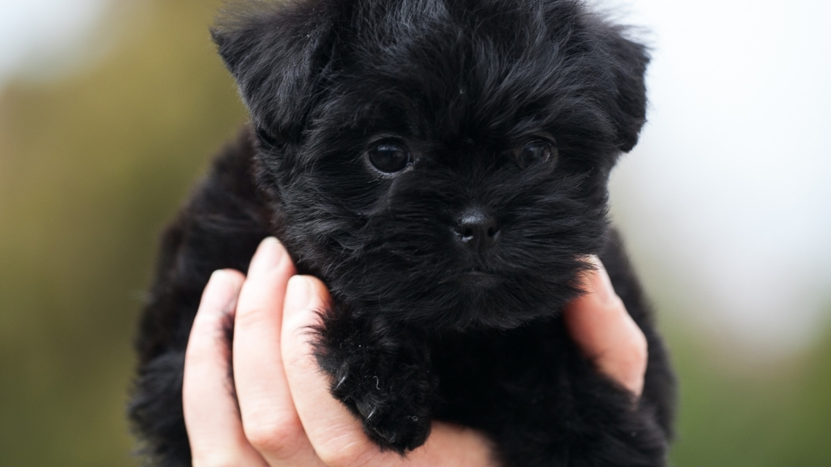 Affenpinscher Köpek Irkı Özellikleri ve Bakımı