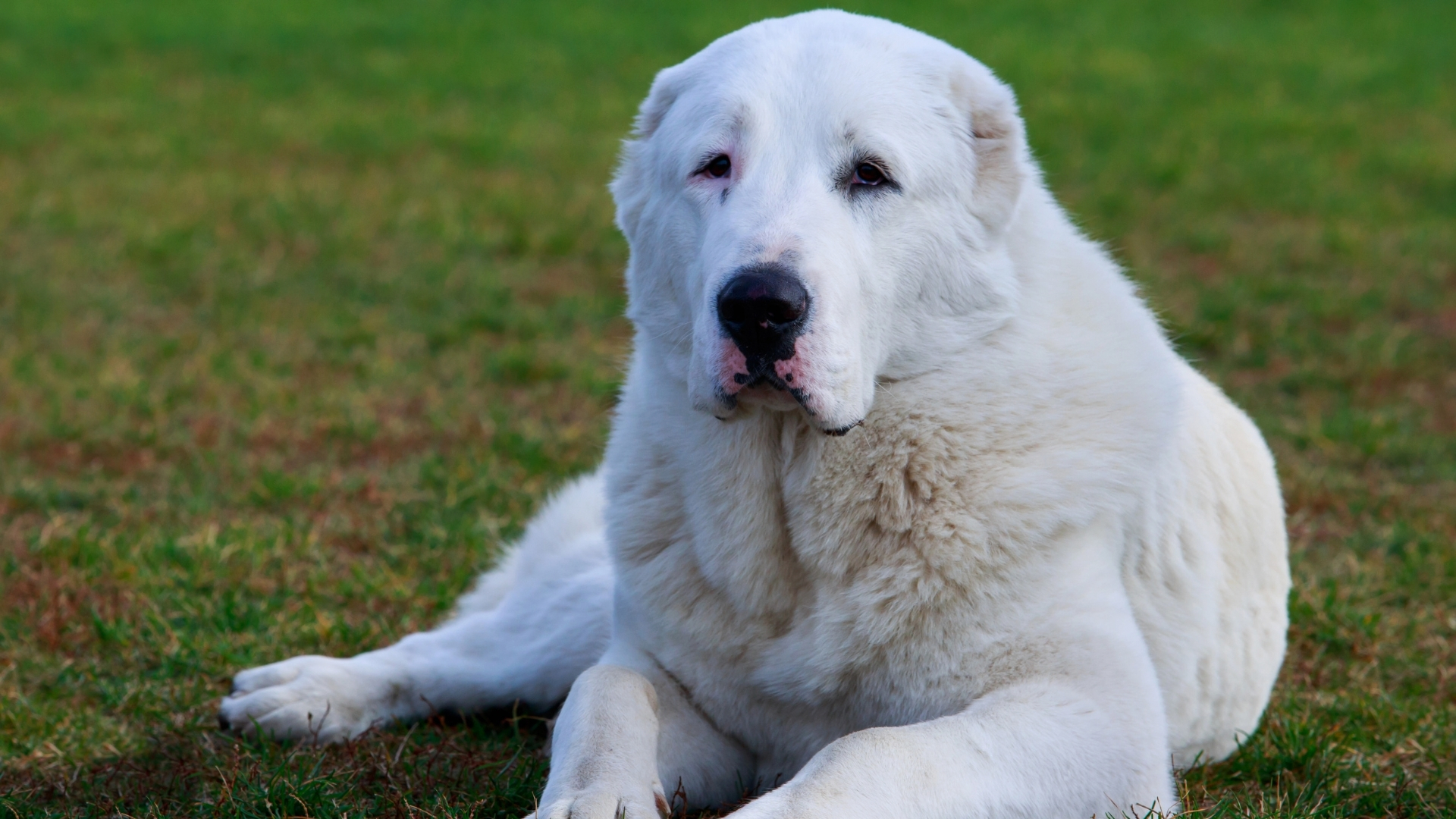 Alabay Köpek Irkı Özellikleri ve Bakımı