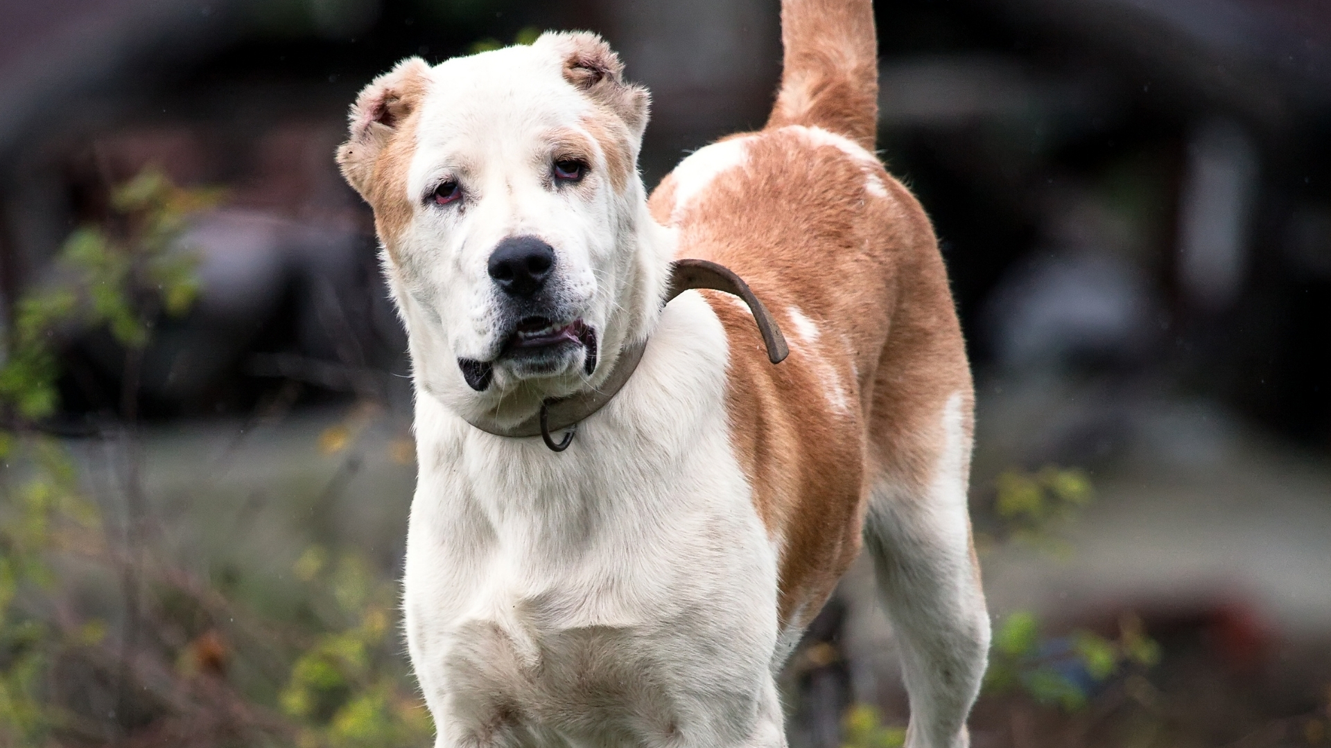 Alabay Köpek Irkı Özellikleri ve Bakımı