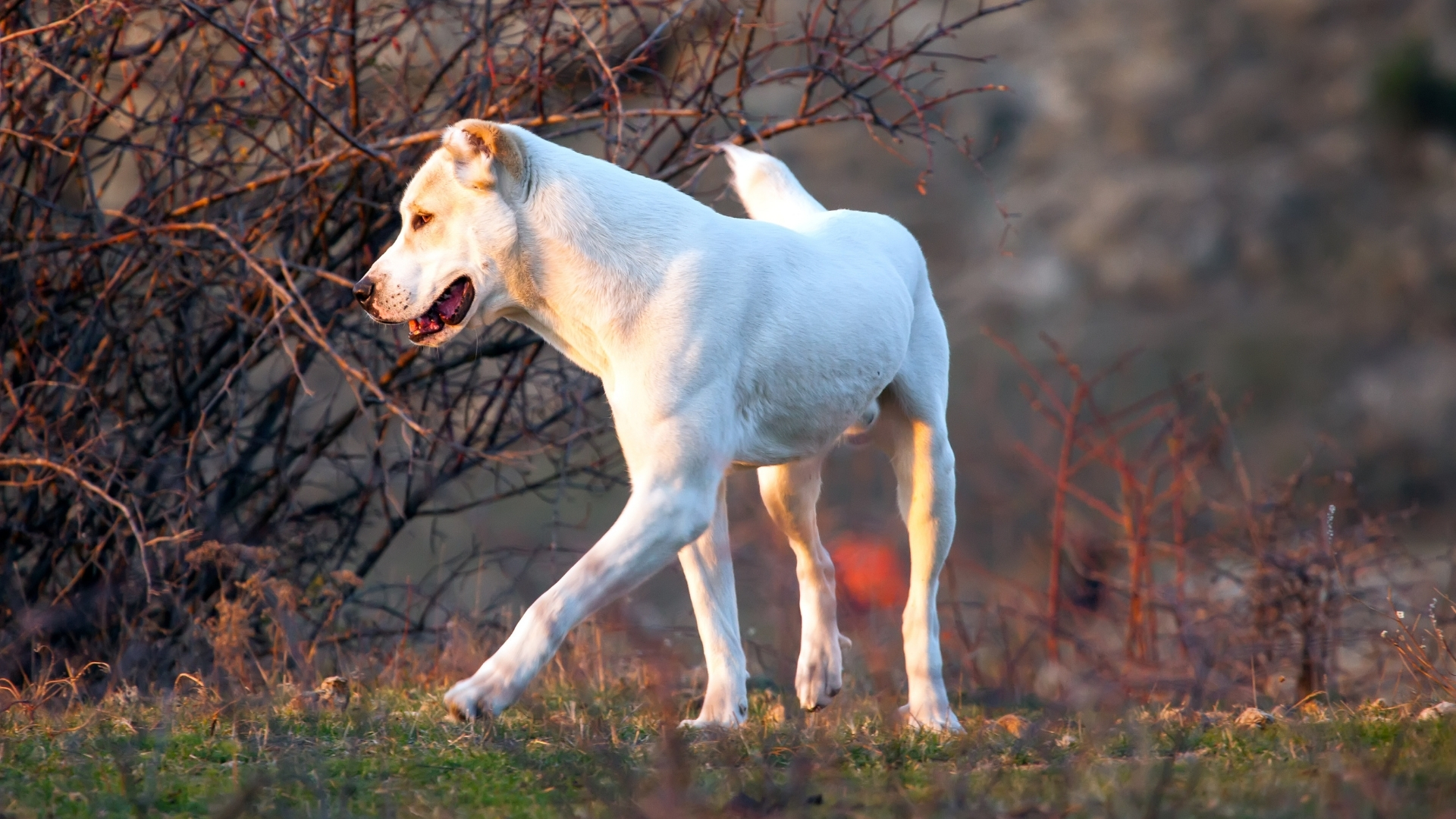 Alabay Köpek Irkı Özellikleri ve Bakımı